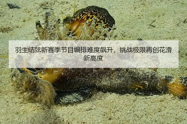 羽生结弦新赛季节目编排难度飙升，挑战极限再创花滑新高度
